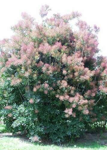 20 Purple Smoketree Seeds - Seed World