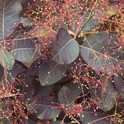 20 Purple Smoketree Seeds - Seed World