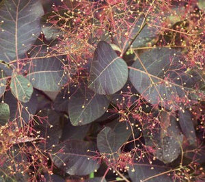 20 Purple Smoketree Seeds - Seed World
