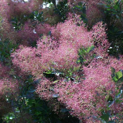 20 Purple Smoketree Seeds - Seed World