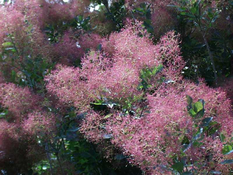20 Purple Smoketree Seeds - Seed World