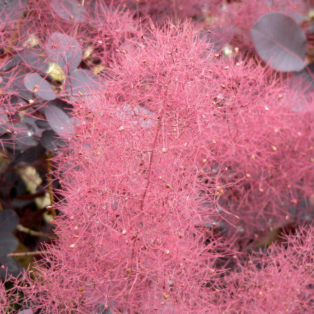 20 Purple Smoketree Seeds - Seed World