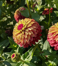 20 Queen Red Lime Zinnia Seeds - Seed World