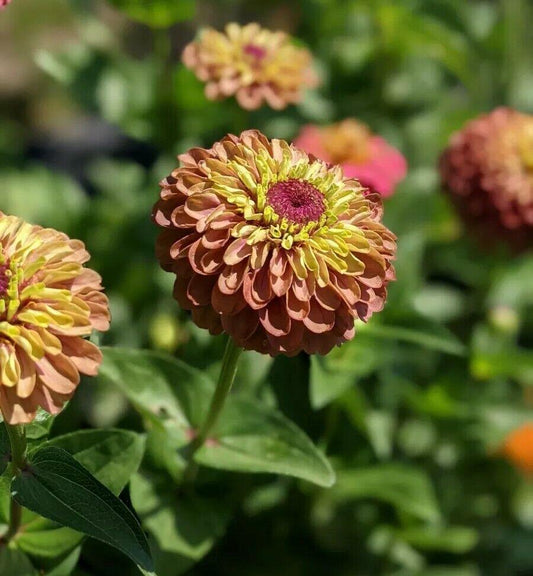 20 Queen Red Lime Zinnia Seeds - Seed World