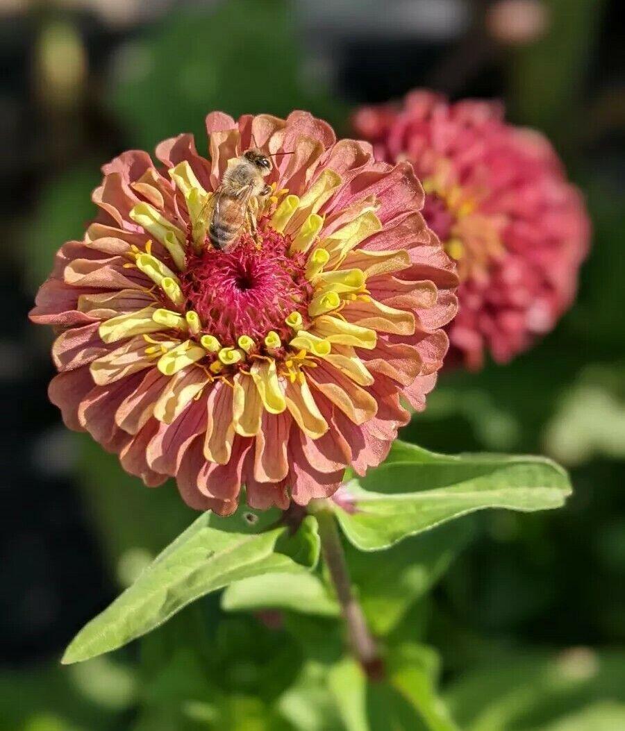 20 Queen Red Lime Zinnia Seeds - Seed World