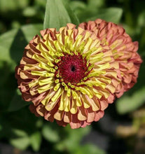20 Queen Red Lime Zinnia Seeds - Seed World