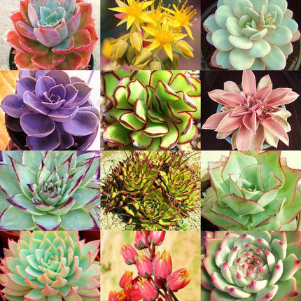 20 Rare Echeveria Variety Mix Exotic Succulent Seeds - Seed World