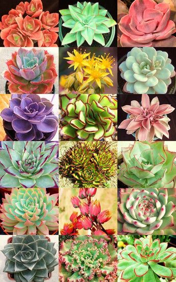 20 Rare Echeveria Variety Mix Exotic Succulent Seeds - Seed World