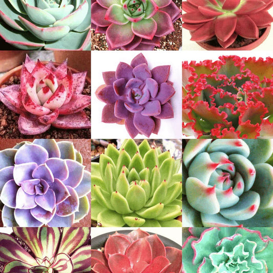 20 Rare Exotic Succulent Color Echeveria Mix Seeds - Seed World