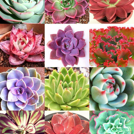 20 Rare Exotic Succulent Color Echeveria Mix Seeds - Seed World