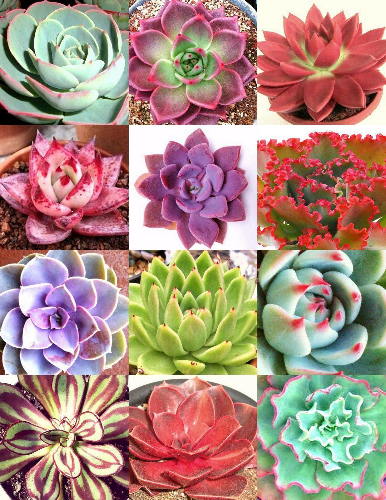 20 Rare Exotic Succulent Color Echeveria Mix Seeds - Seed World