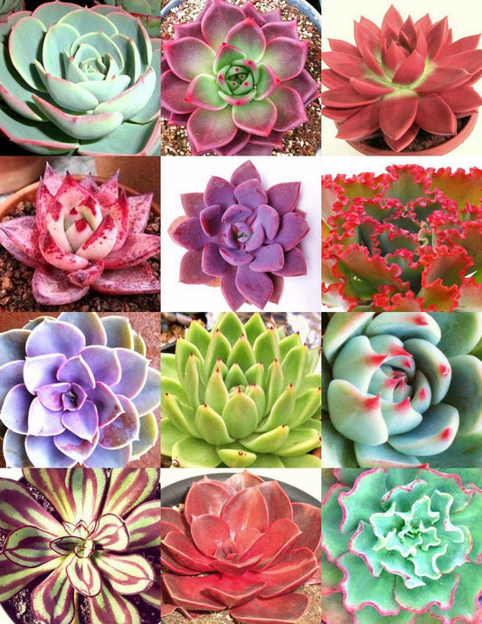20 Rare Exotic Succulent Color Echeveria Mix Seeds - Seed World