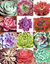 20 Rare Exotic Succulent Color Echeveria Mix Seeds - Seed World