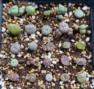 20 Rare Mix Conophytum Succulent Seeds - Seed World