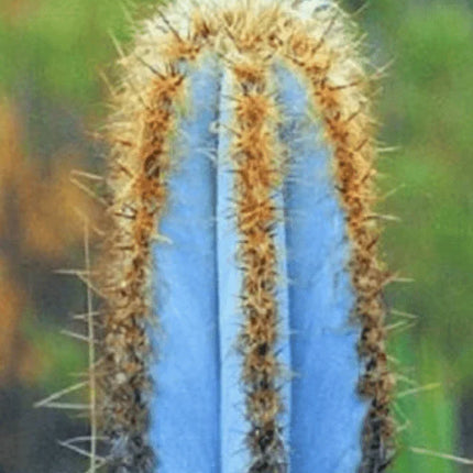 20 Rare Pilosocereus Purpureus Cactus Seeds - Seed World
