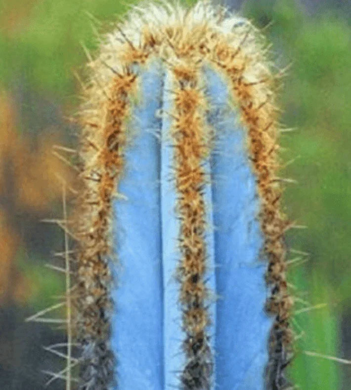 20 Rare Pilosocereus Purpureus Cactus Seeds - Seed World