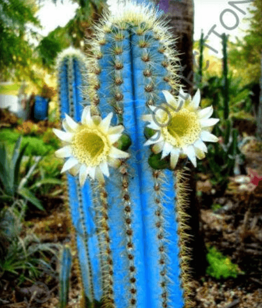 20 Rare Pilosocereus Purpureus Seeds - Seed World