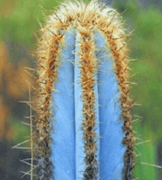 20 Rare Pilosocereus Purpureus Seeds - Seed World