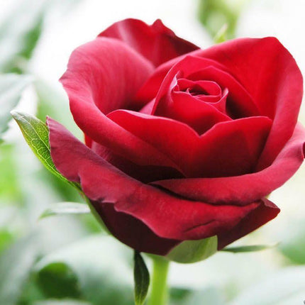 20 Rare Red Climbing Rose Seeds - Seed World