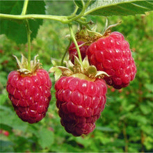 20 Raspberry Seeds - Seed World