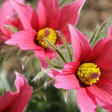 20 Red Anemone Flower Seeds - Seed World