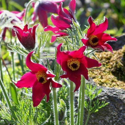 20 Red Anemone Flower Seeds - Seed World
