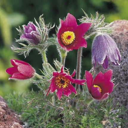 20 Red Anemone Flower Seeds - Seed World