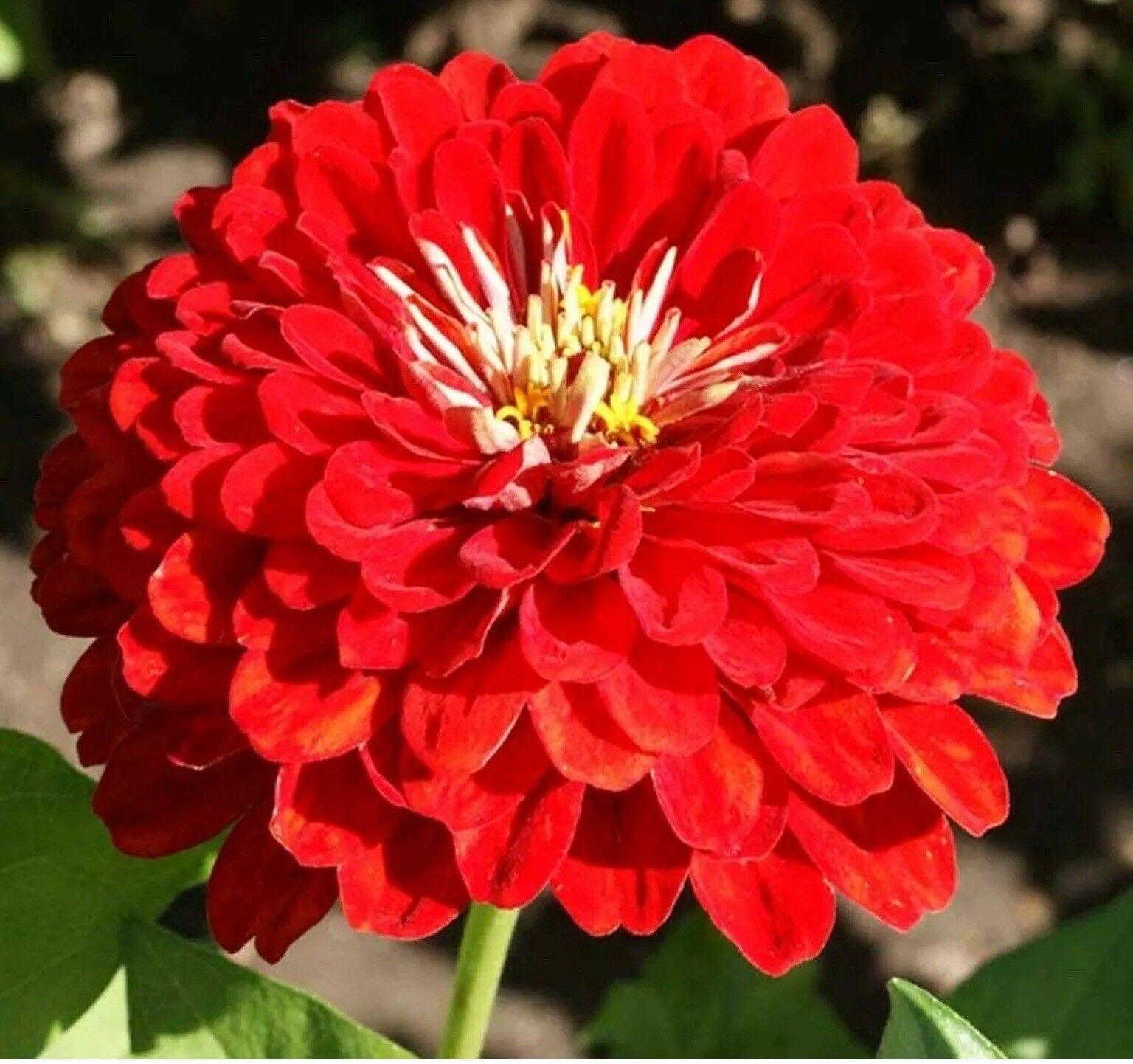20 Red Cherry Zinnia Seeds - Seed World