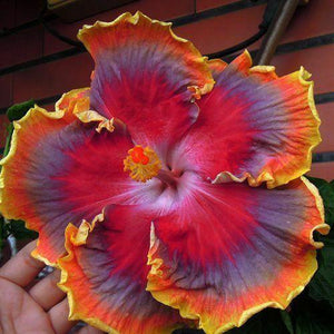 20 Red Purple Orange Hibiscus Seeds - Seed World