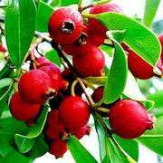 20 Red Strawberry Guava (Psidium Cattleianum) Seeds - Seed World