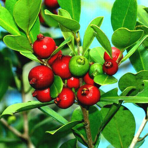 20 Red Strawberry Guava (Psidium Cattleianum) Seeds - Seed World