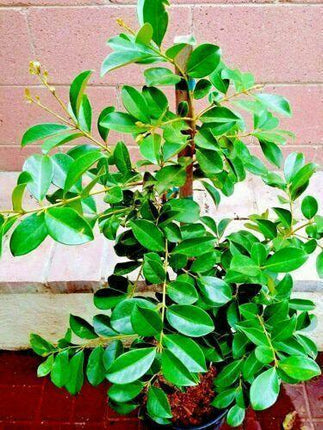 20 Red Strawberry Guava (Psidium Cattleianum) Seeds - Seed World