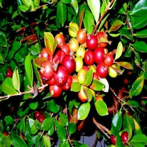 20 Red Strawberry Guava (Psidium Cattleianum) Seeds - Seed World