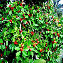 20 Red Strawberry Guava (Psidium Cattleianum) Seeds - Seed World