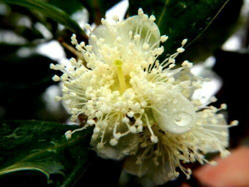 20 Red Strawberry Guava (Psidium Cattleianum) Seeds - Seed World