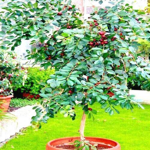 20 Red Strawberry Guava (Psidium Cattleianum) Seeds - Seed World