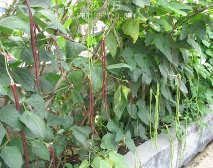 20 Red Yard Long Bean Seeds – Red Noodle (Vigna unguiculata) Non-GMO Heirloom - Seed World