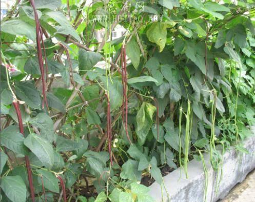 20 Red Yard Long Bean Seeds – Red Noodle (Vigna unguiculata) Non-GMO Heirloom - Seed World