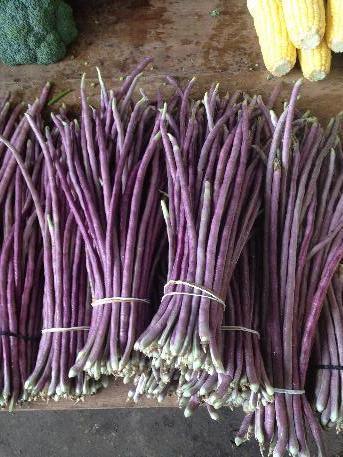 20 Red Yard Long Bean Seeds – Red Noodle (Vigna unguiculata) Non-GMO Heirloom - Seed World