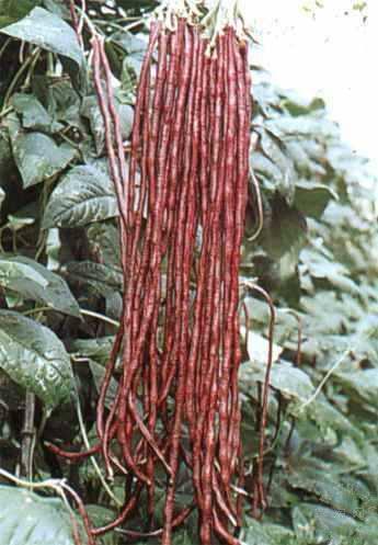 20 Red Yard Long Bean Seeds – Red Noodle (Vigna unguiculata) Non-GMO Heirloom - Seed World