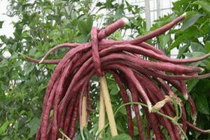 20 Red Yard Long Bean Seeds – Red Noodle (Vigna unguiculata) Non-GMO Heirloom - Seed World