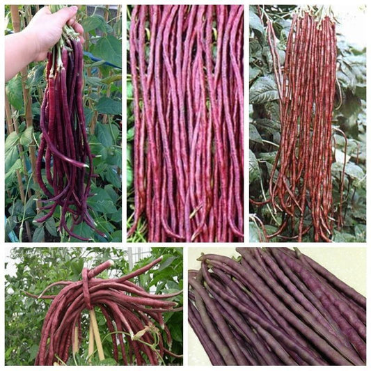 20 Red Yard Long Bean Seeds – Red Noodle (Vigna unguiculata) Non-GMO Heirloom - Seed World