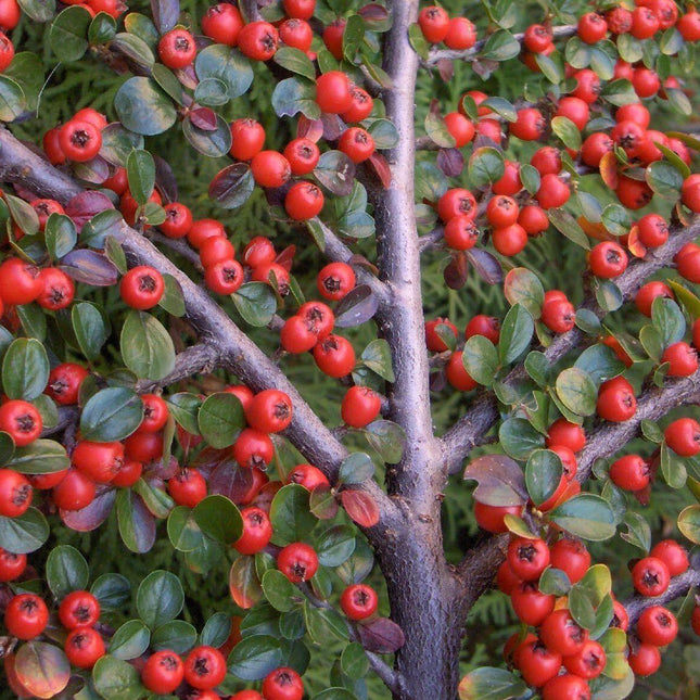 20 Rockspray Cotoneaster | Cotoneaster horizontalis Seeds - Seed World