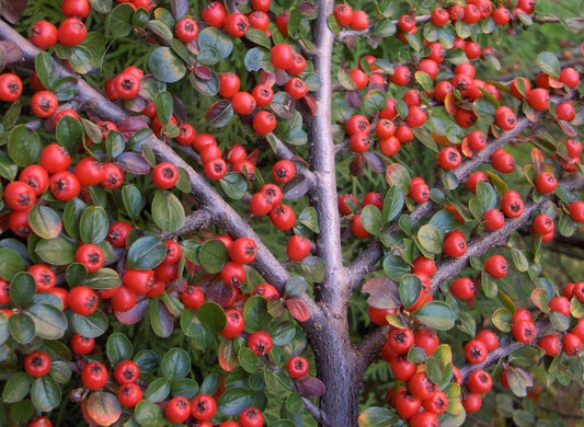 20 Rockspray Cotoneaster | Cotoneaster horizontalis Seeds - Seed World