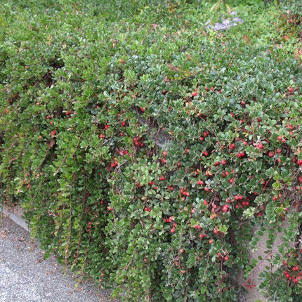 20 Rockspray Cotoneaster | Cotoneaster horizontalis Seeds - Seed World