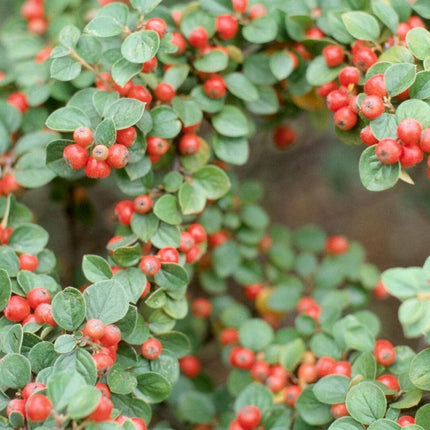 20 Rockspray Cotoneaster | Cotoneaster horizontalis Seeds - Seed World