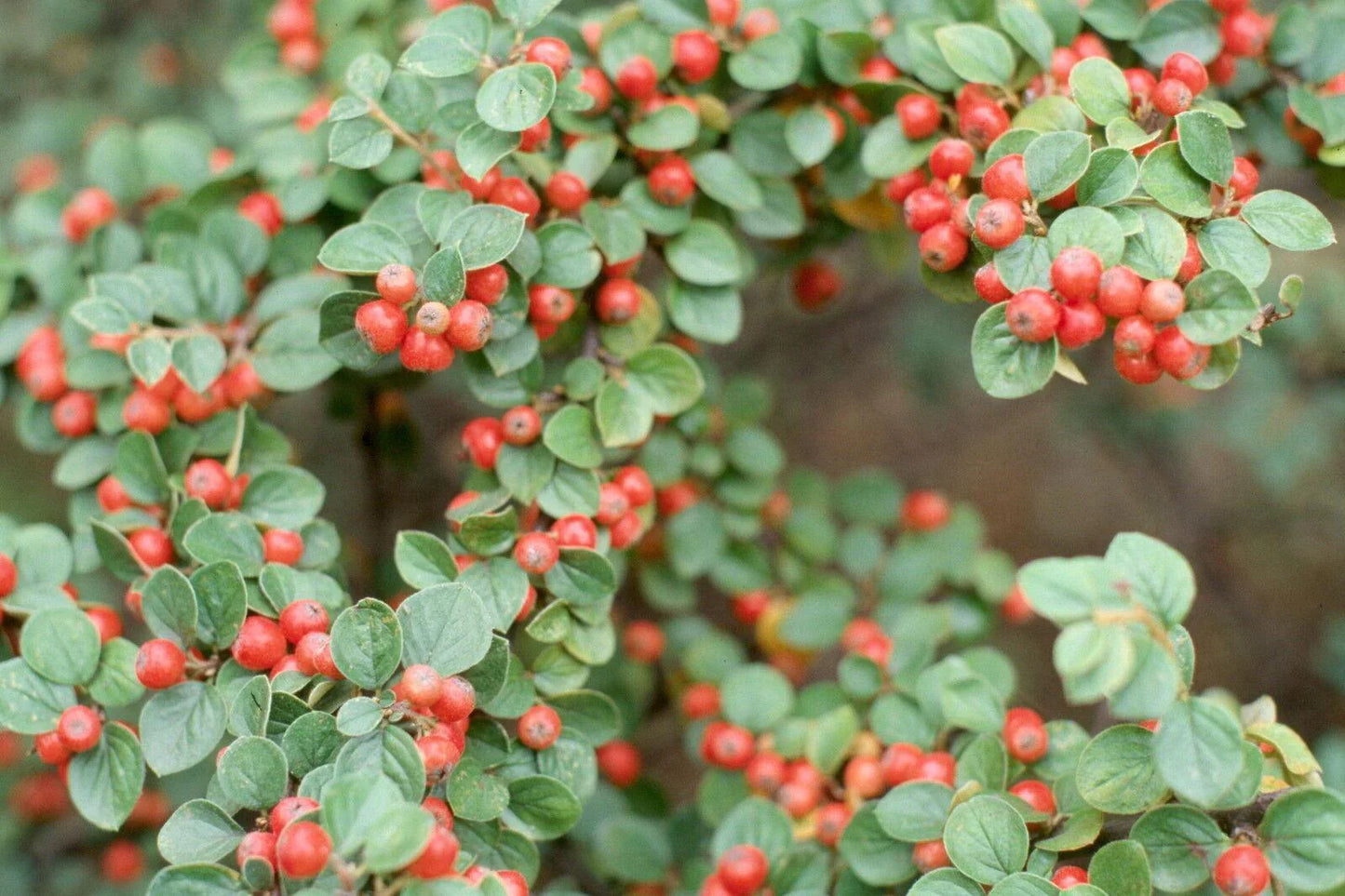 20 Rockspray Cotoneaster | Cotoneaster horizontalis Seeds - Seed World