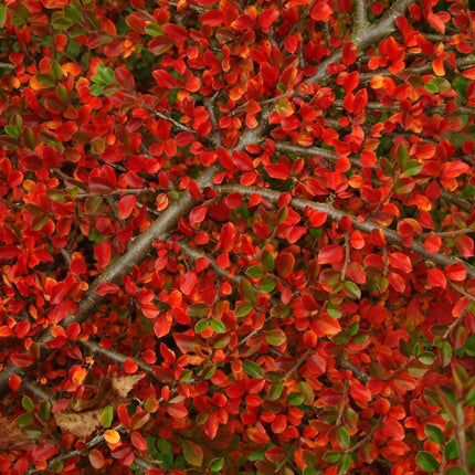 20 Rockspray Cotoneaster | Cotoneaster horizontalis Seeds - Seed World
