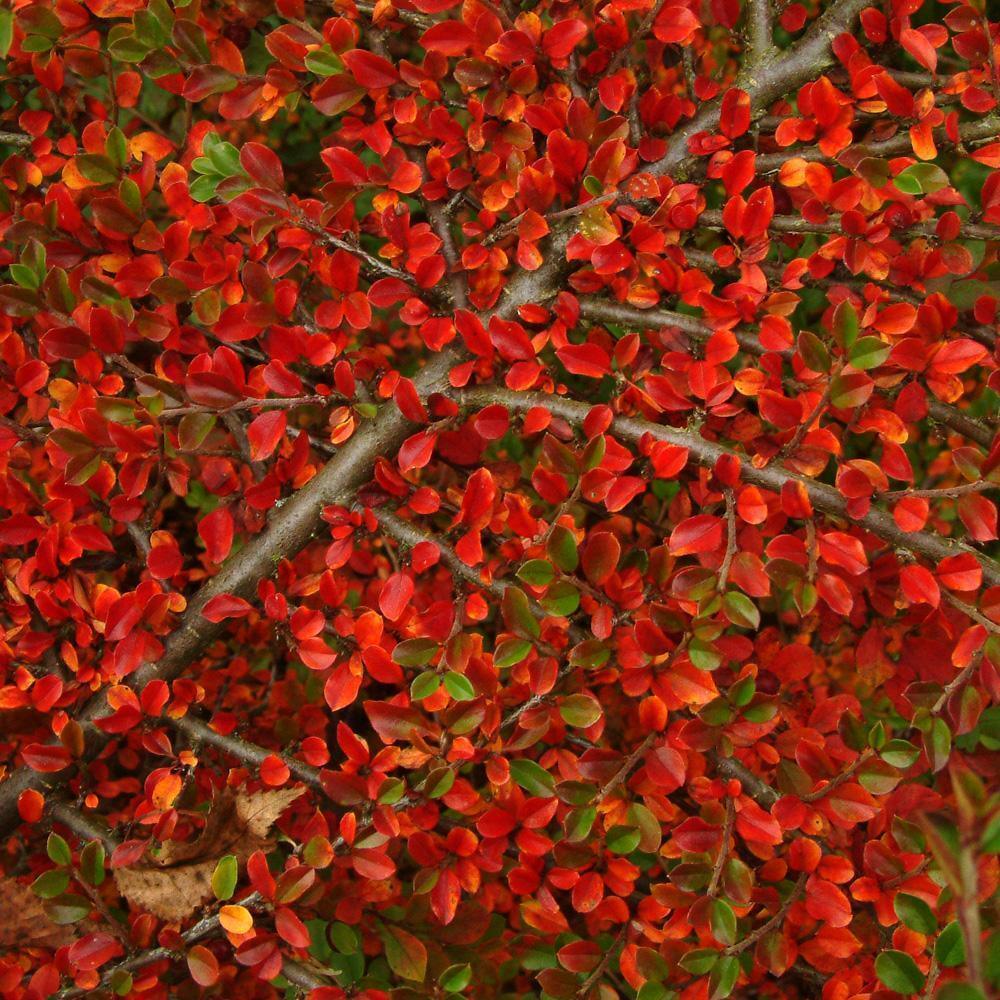 20 Rockspray Cotoneaster | Cotoneaster horizontalis Seeds - Seed World