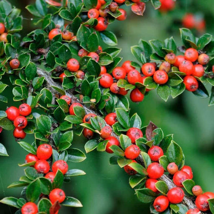 20 Rockspray Cotoneaster | Cotoneaster horizontalis Seeds - Seed World